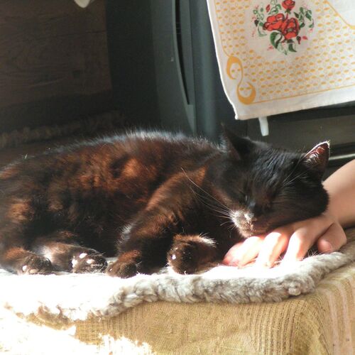 Photo #7021210
