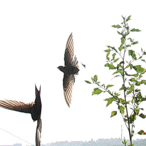 Photo #7021527