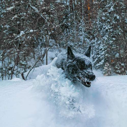 Photo #7023564