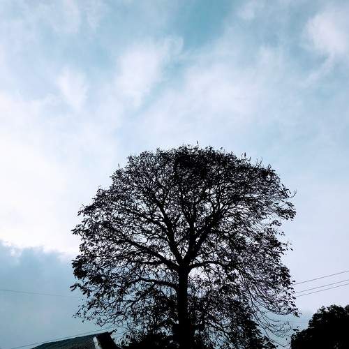 My love for nature