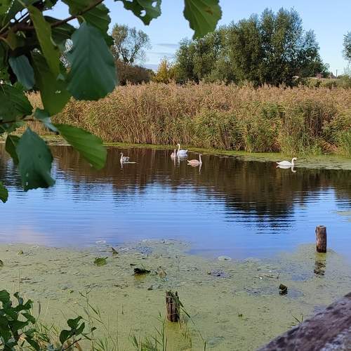 Photo #7027134