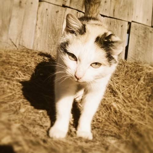 Photo #7028505