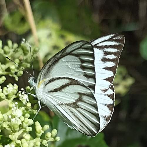 Photo #7028685
