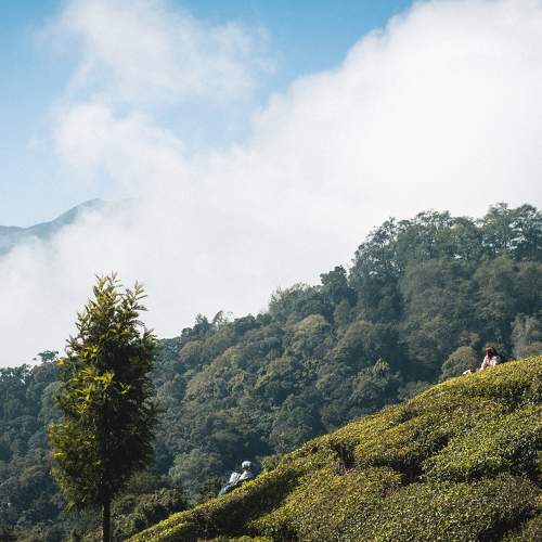 Tea plantations in Munnar, India