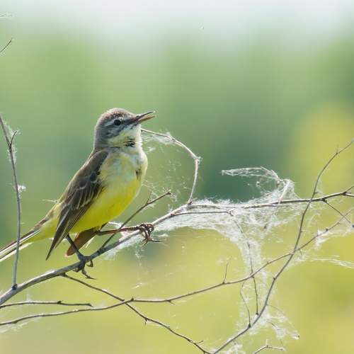 Photo #7032296
