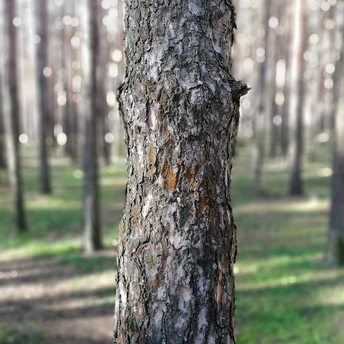 Летний парк.