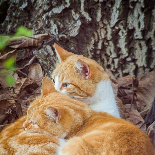 Photo #7033822