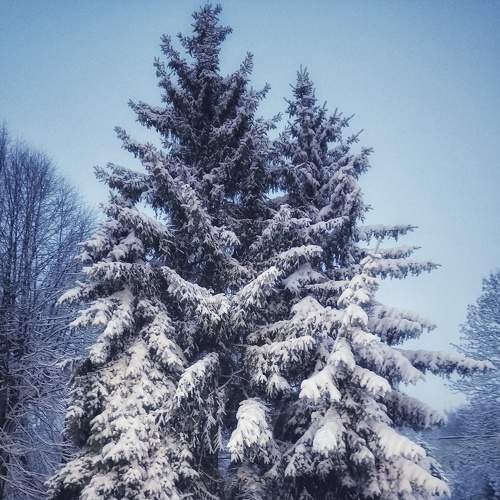 Spruce.