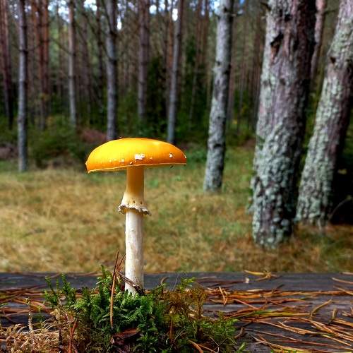Photo #7034461