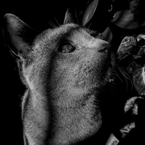 My russian blue cat