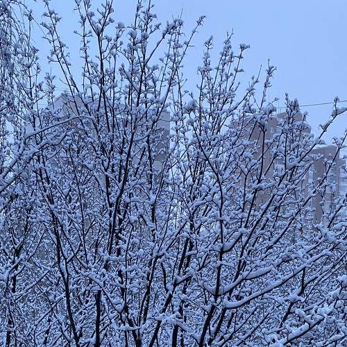 Winter landscape near my house
