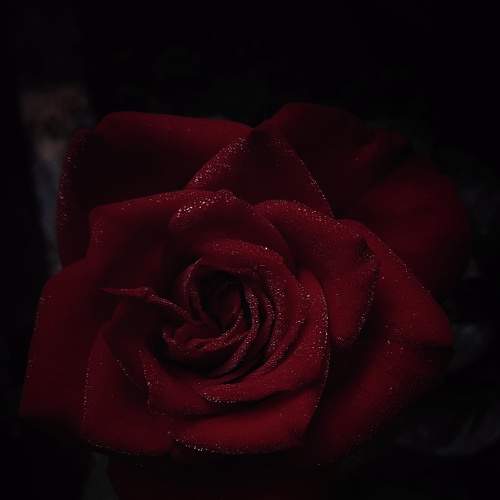 Photo #7036290