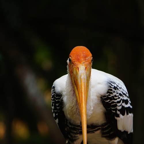 Printed stork