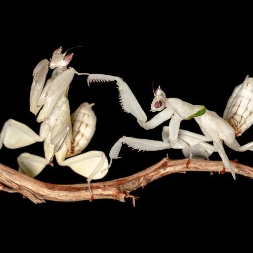Hymenopus coronatus ( Orchid Mantis )