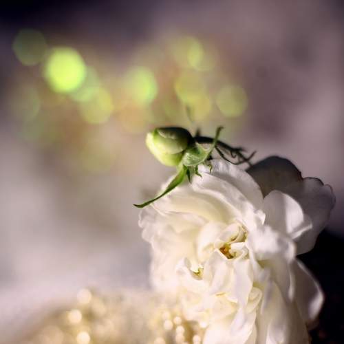 Photo #7045565