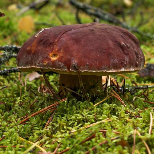 Boletus on green moss