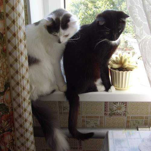 Photo #7051190