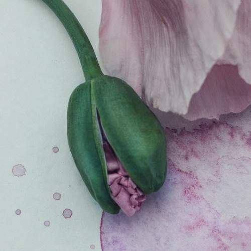 Photo #7052762