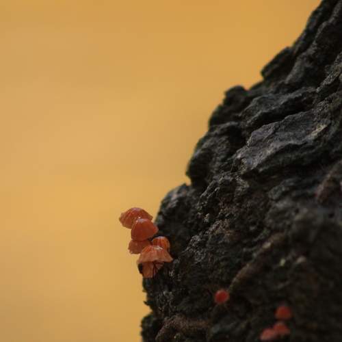 Photo #7054882