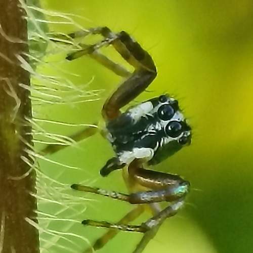 Salticidae