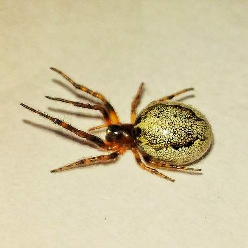 Photo #7061604