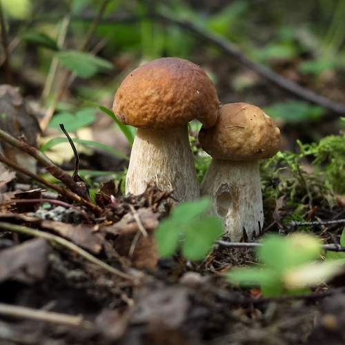 Two small fused White Mushrooms low in the autumn forest