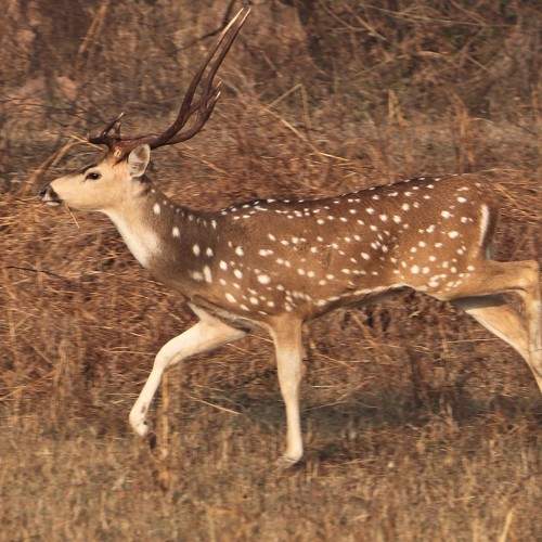Photo #7065022