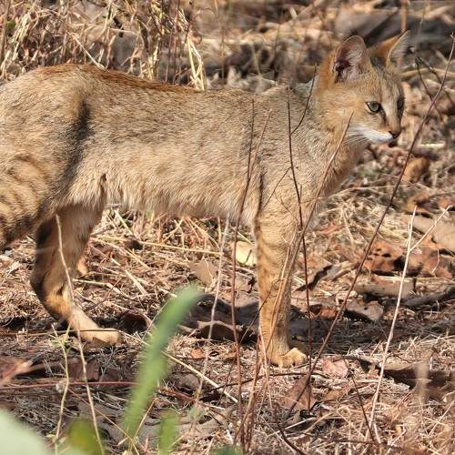 Photo #7065071