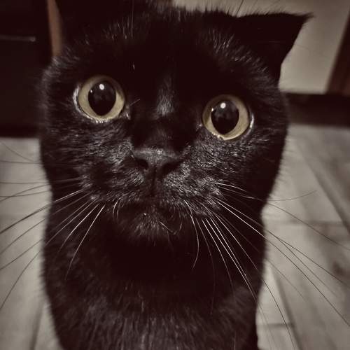 Photo #7065949