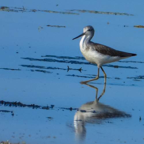 Reflection - Plover