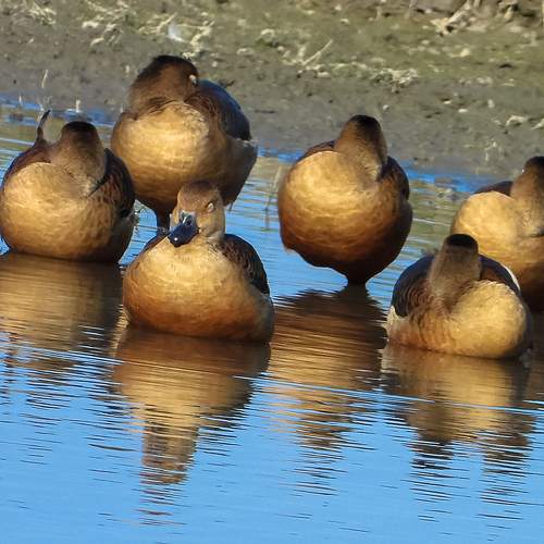 Reflection - Mallard