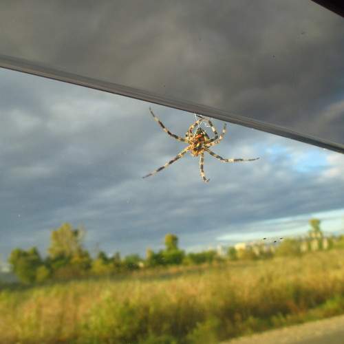 Photo #7067120