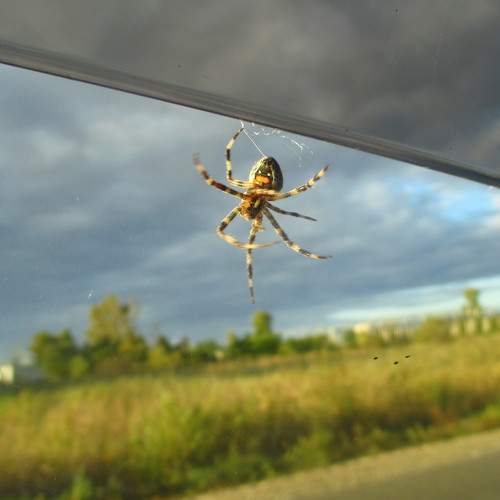 Photo #7067121