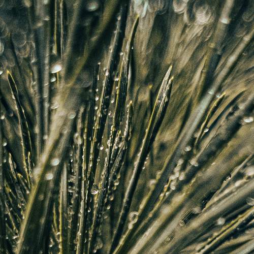 Pinedrops