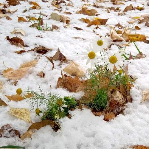 Ромашки под снегом
