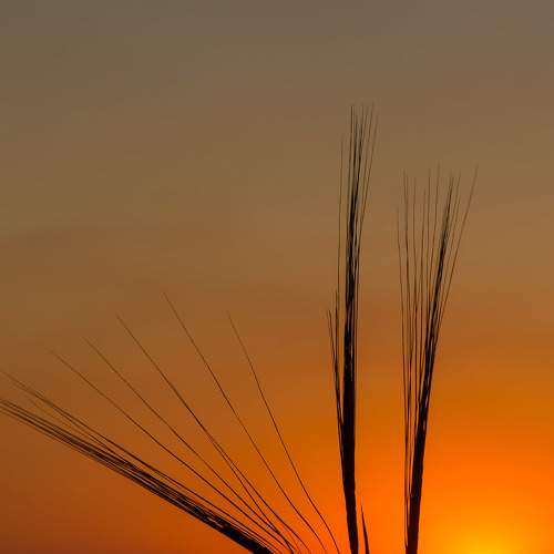 Photo #7072037
