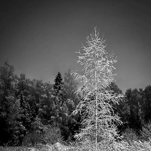 Photo #7074315