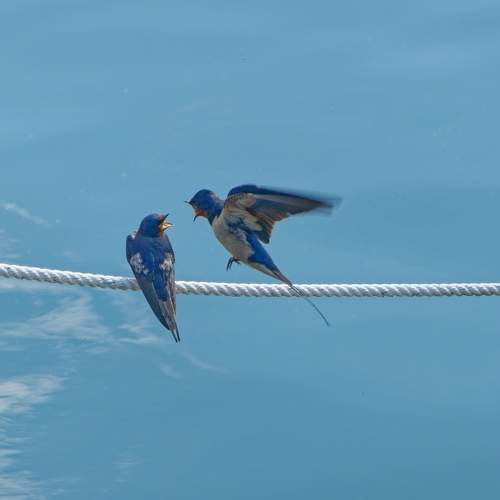 swallows dispute on a mooring