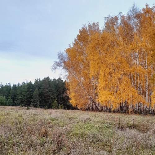 Photo #7074995