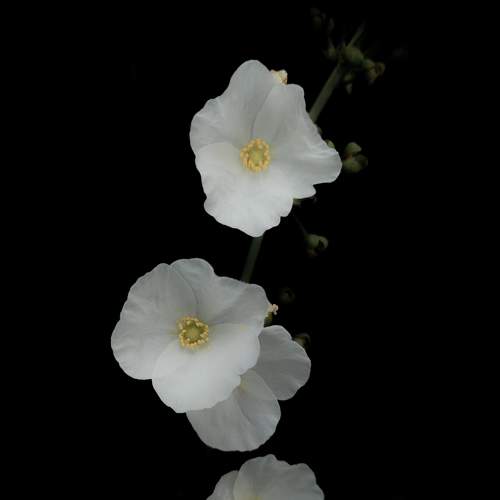 Simply White