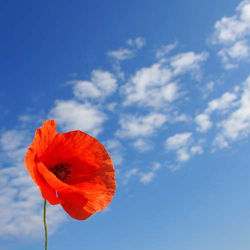 Photo #7077035