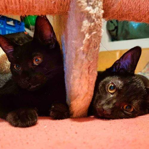 Photo #7078654
