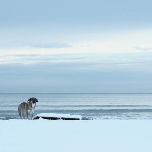 sea dog