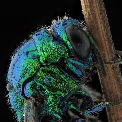 Cuckoo wasp