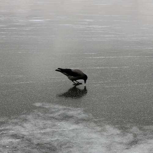 Photo #7080733