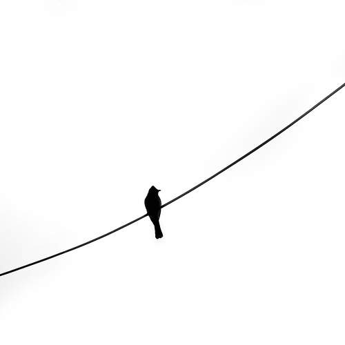 Minimal pigeon.