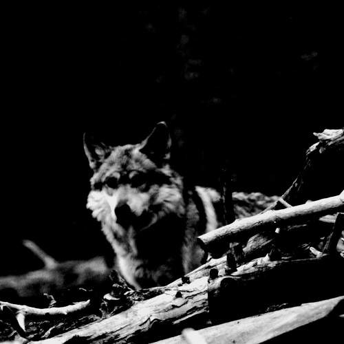 Photo #7082376
