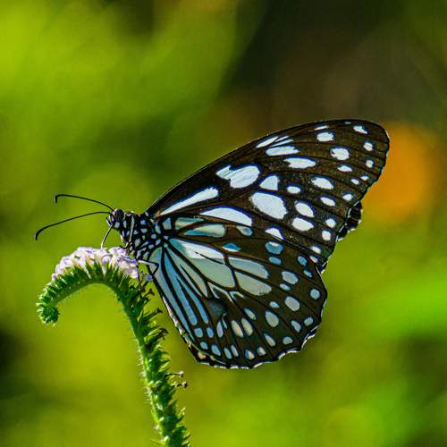 Blur Tiger Butterfly