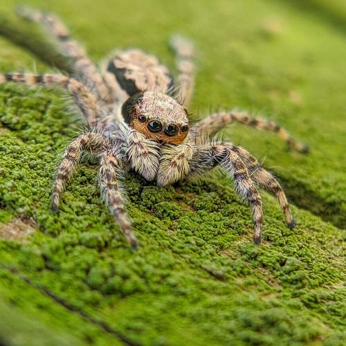 jumping spider