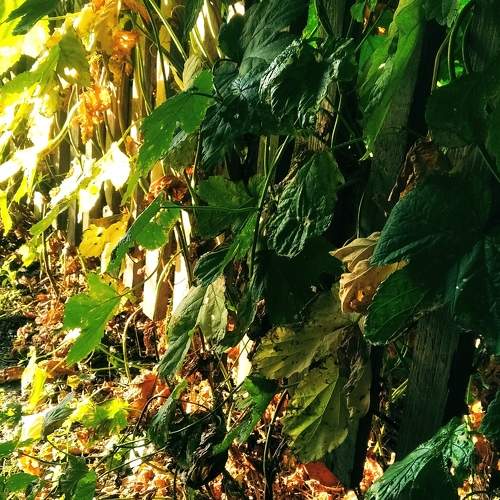 Photo #7084032